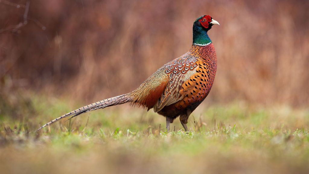 Game Bird Bedding