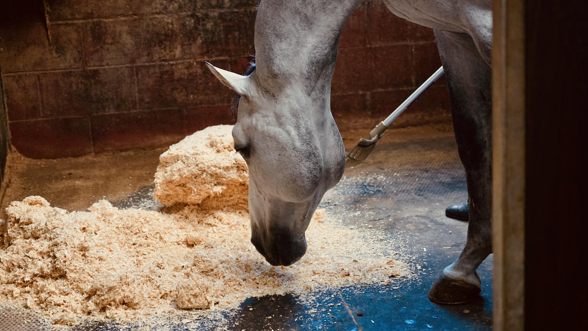 Horse Bedding Basingstoke
