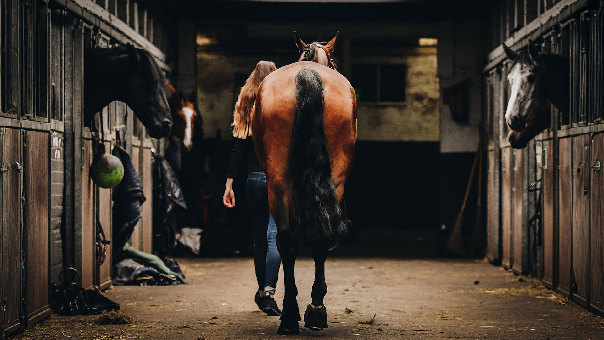 Why choose the right horse bedding matters
