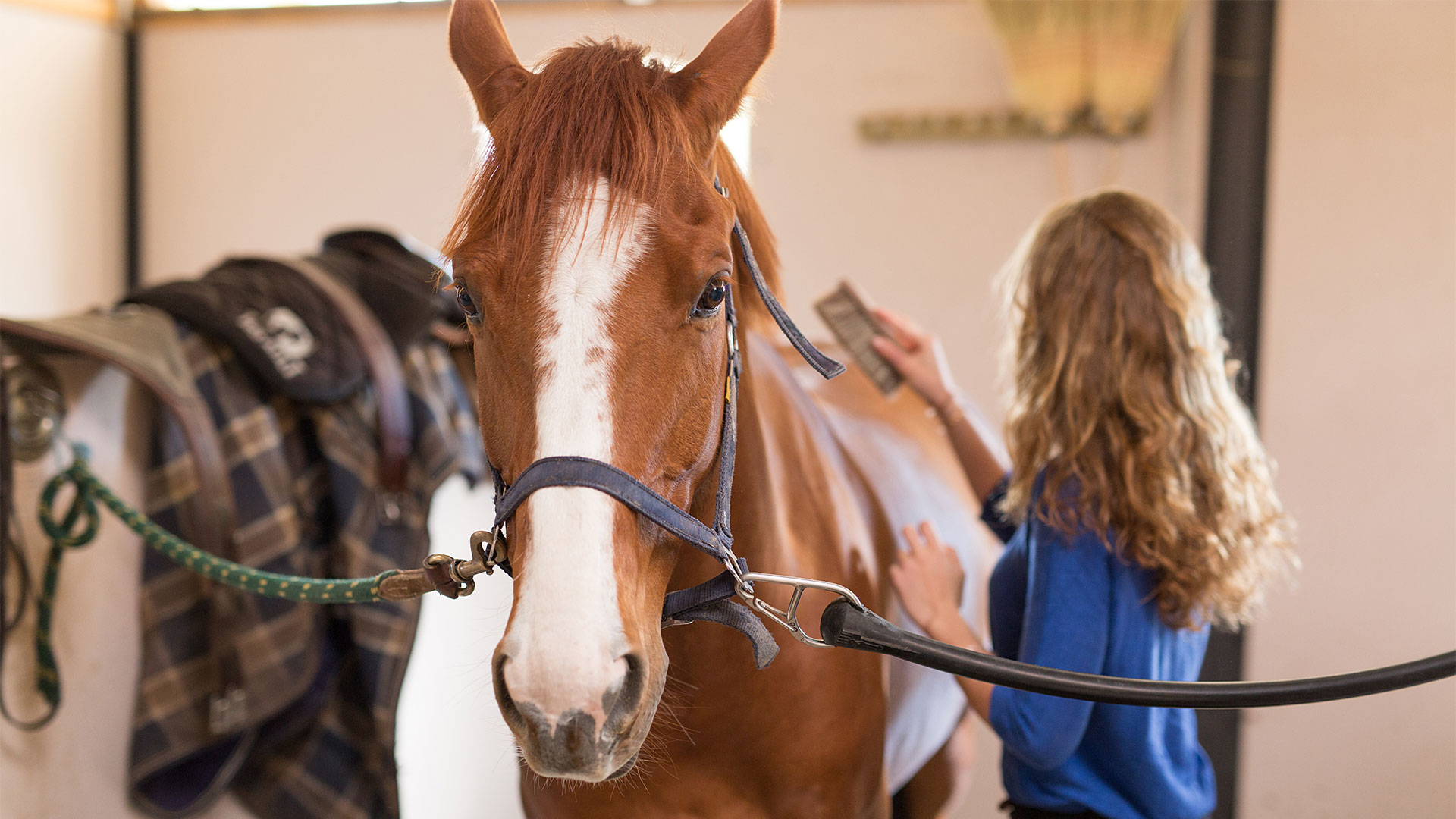 Choosing the right horse bedding matters