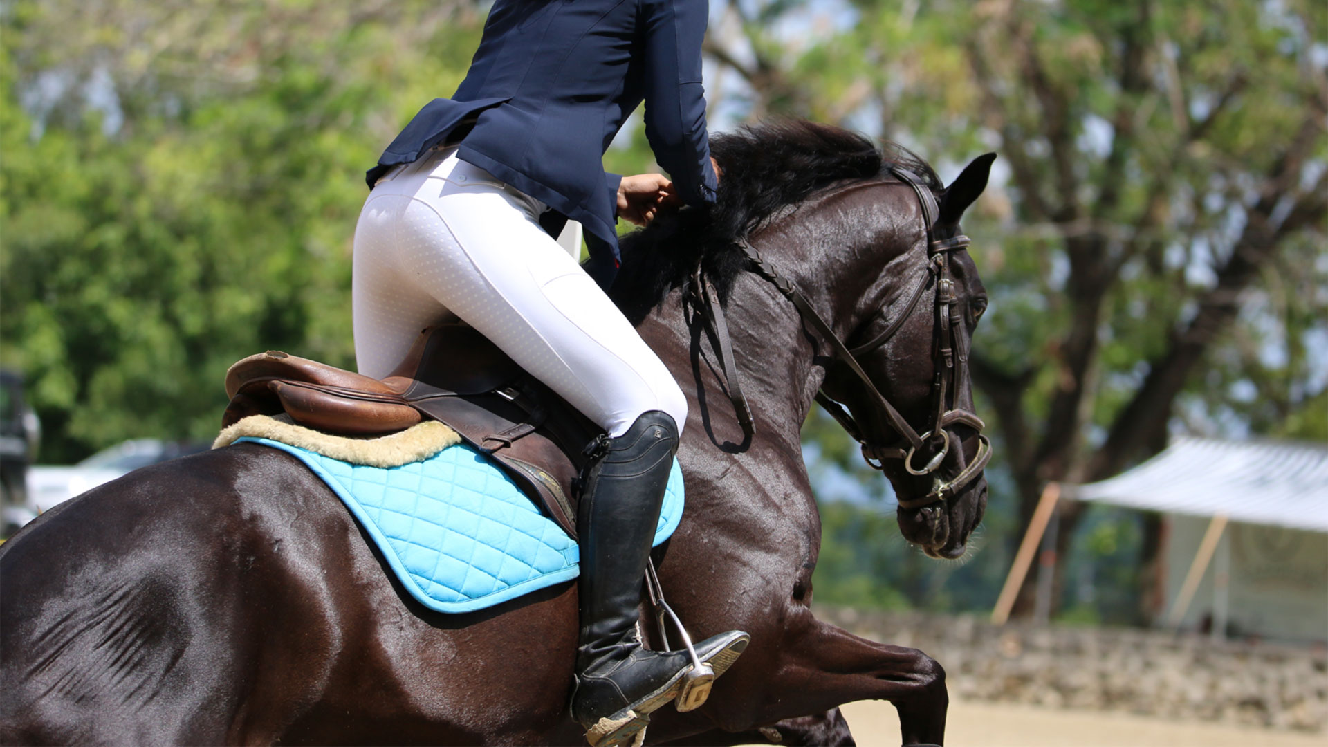 Horse bedding tailored to your match your horse