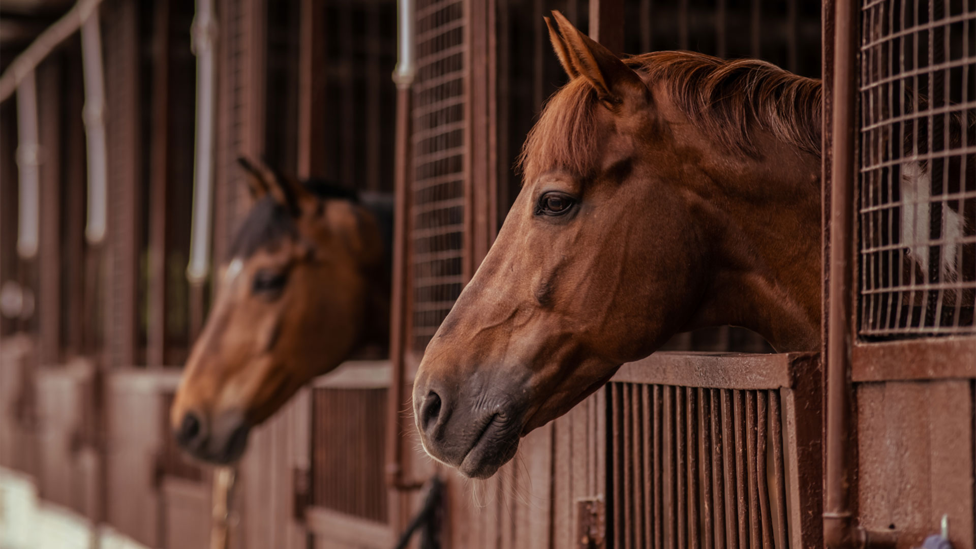 Do you know your horse breeds