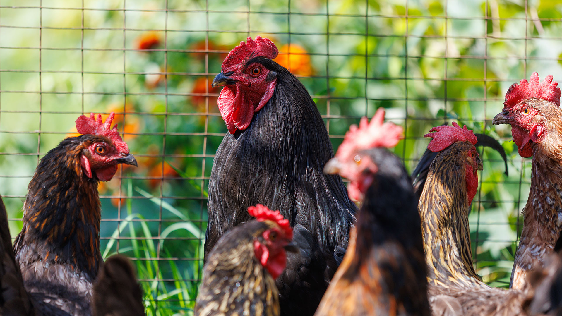 Premium quality poultry bedding for happy, productive hens