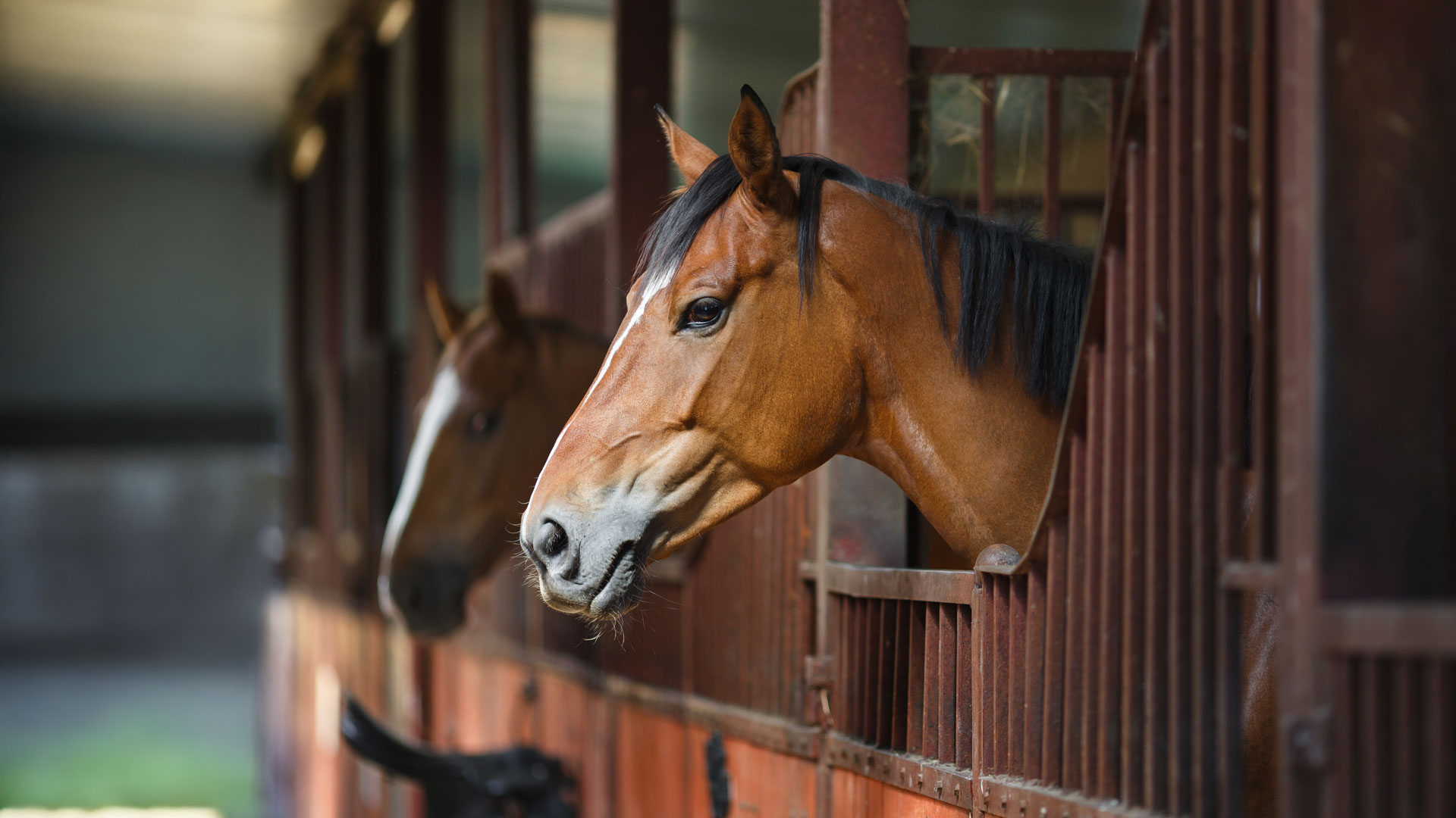 What makes chopped straw and shavings ideal for winter