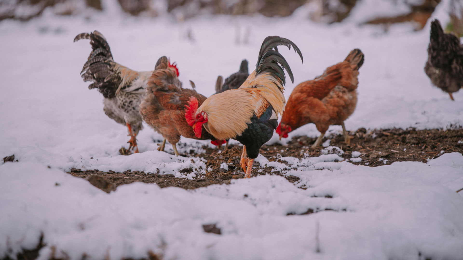 Caring for poultry in winter