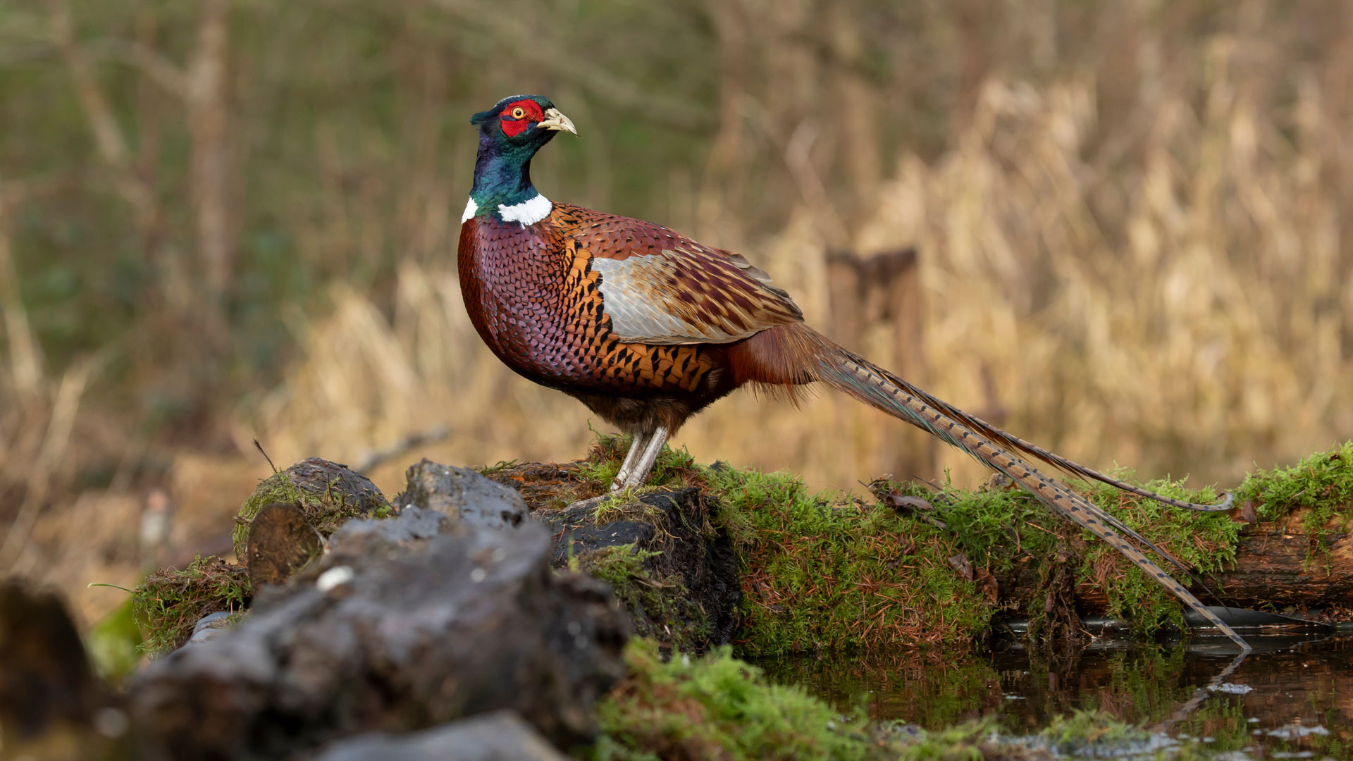 Game bird bedding time to replenish your stock