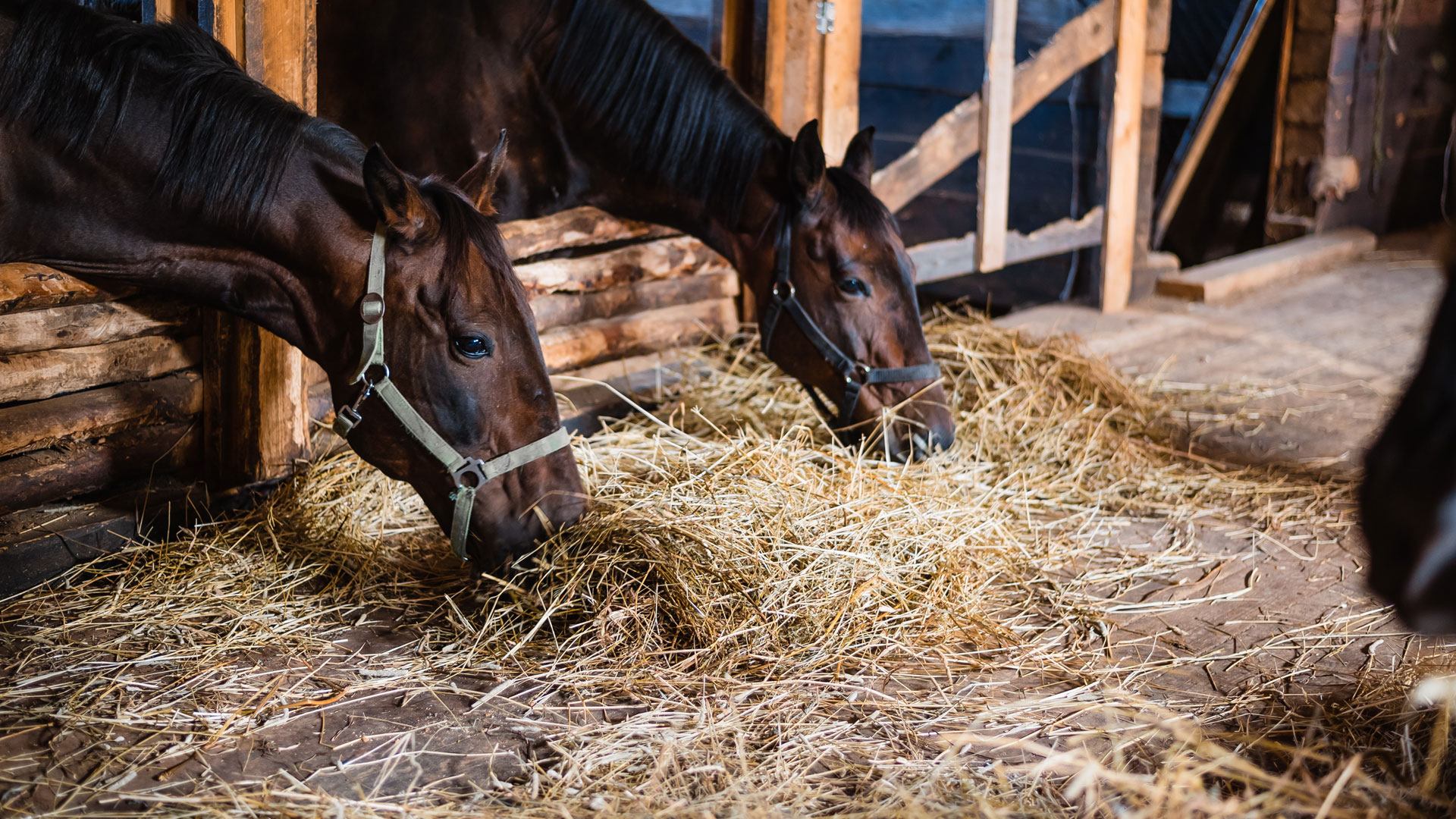 When do horses lie down in the stable