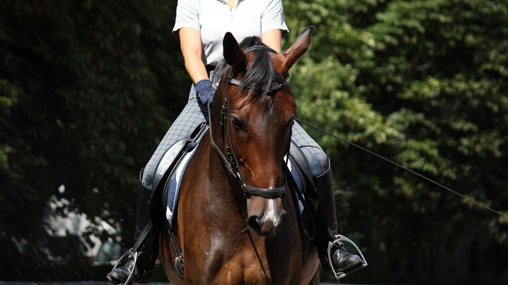 Earn yourself some free bales: suggest a stockist for Bed-Down horse bedding!