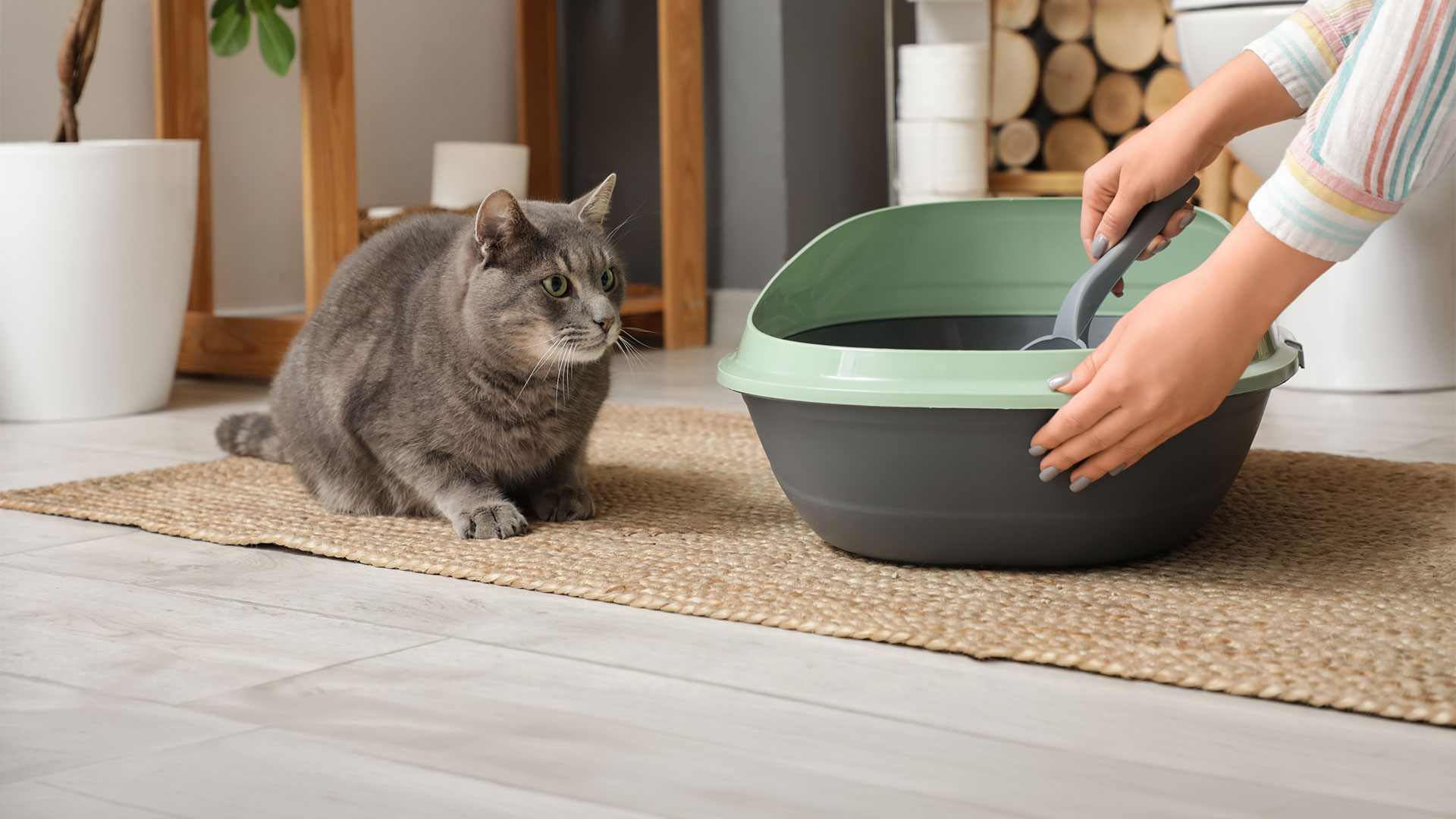 Catterina Cat Litter: preferred by cats, better for the environment