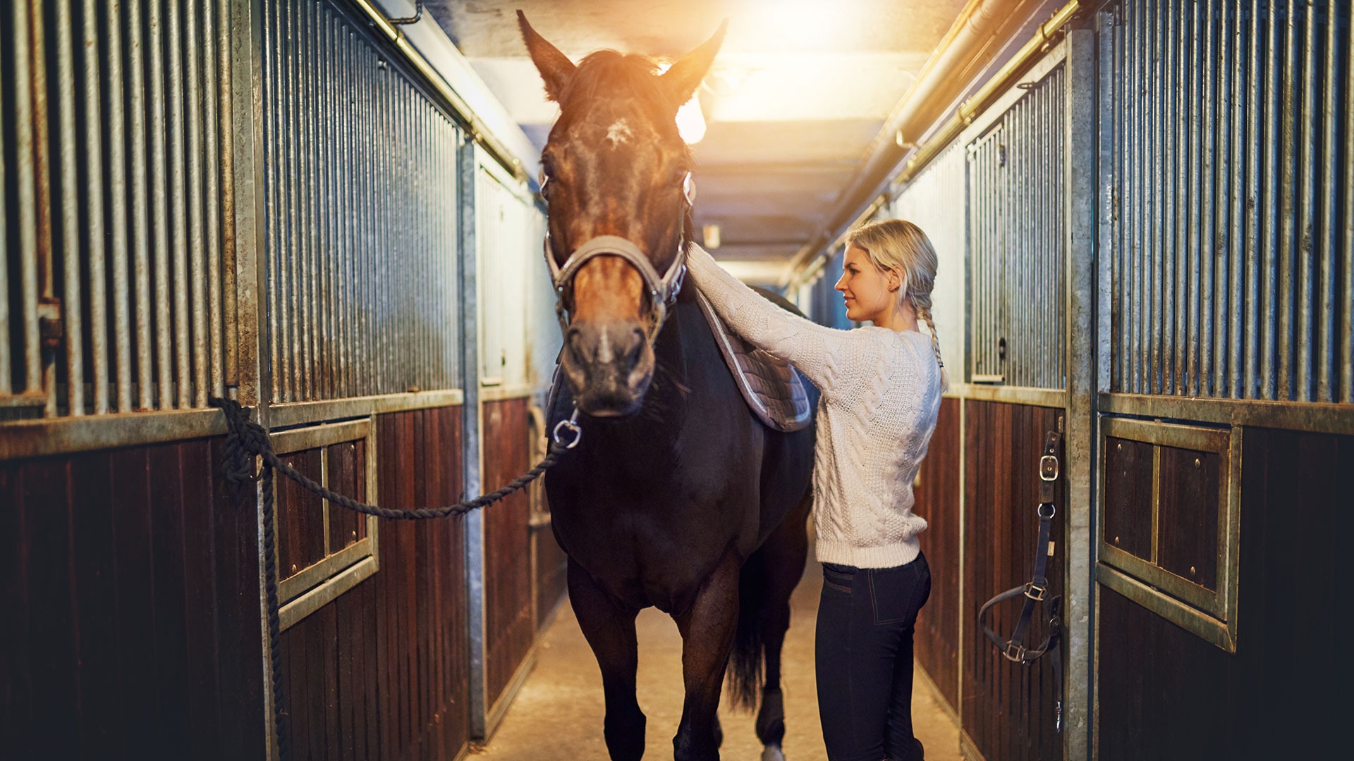 Dust Free Equestrian Bedding