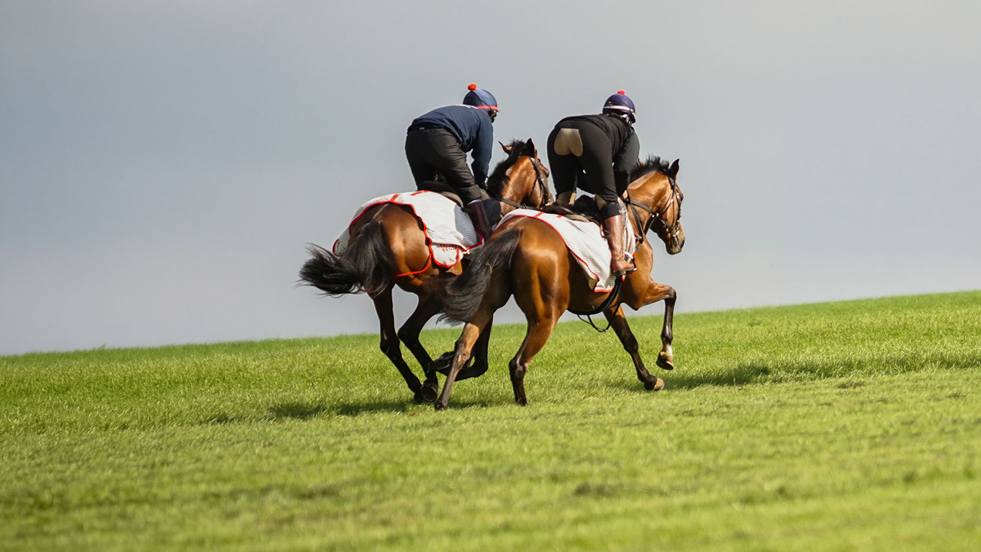 Horse Bedding Newmarket