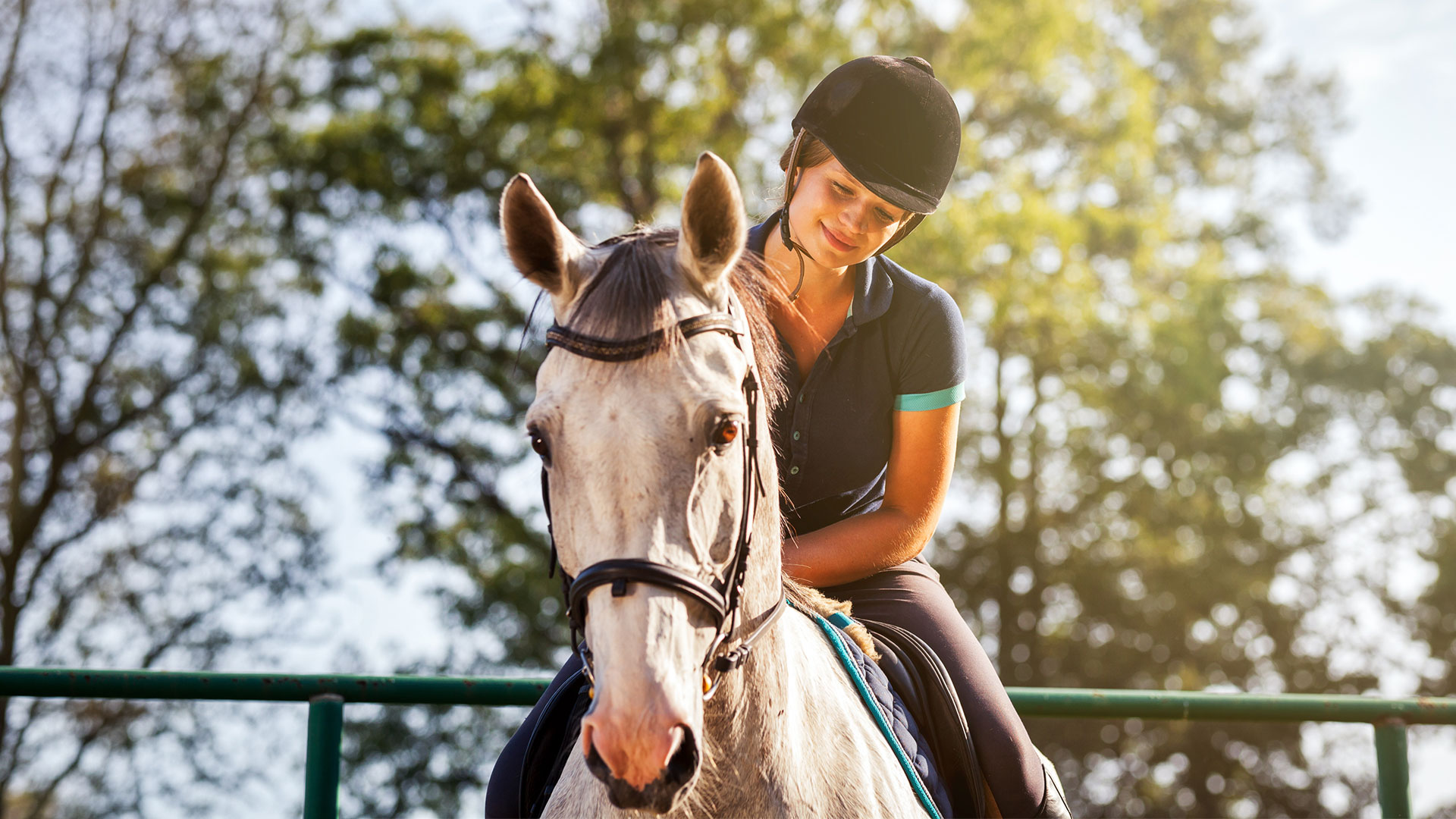 Keeping Horses Comfortable in Summer