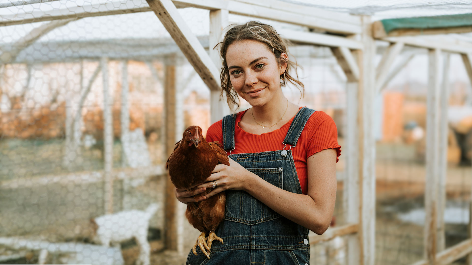 Cosy, comfortable poultry bedding for happy hens